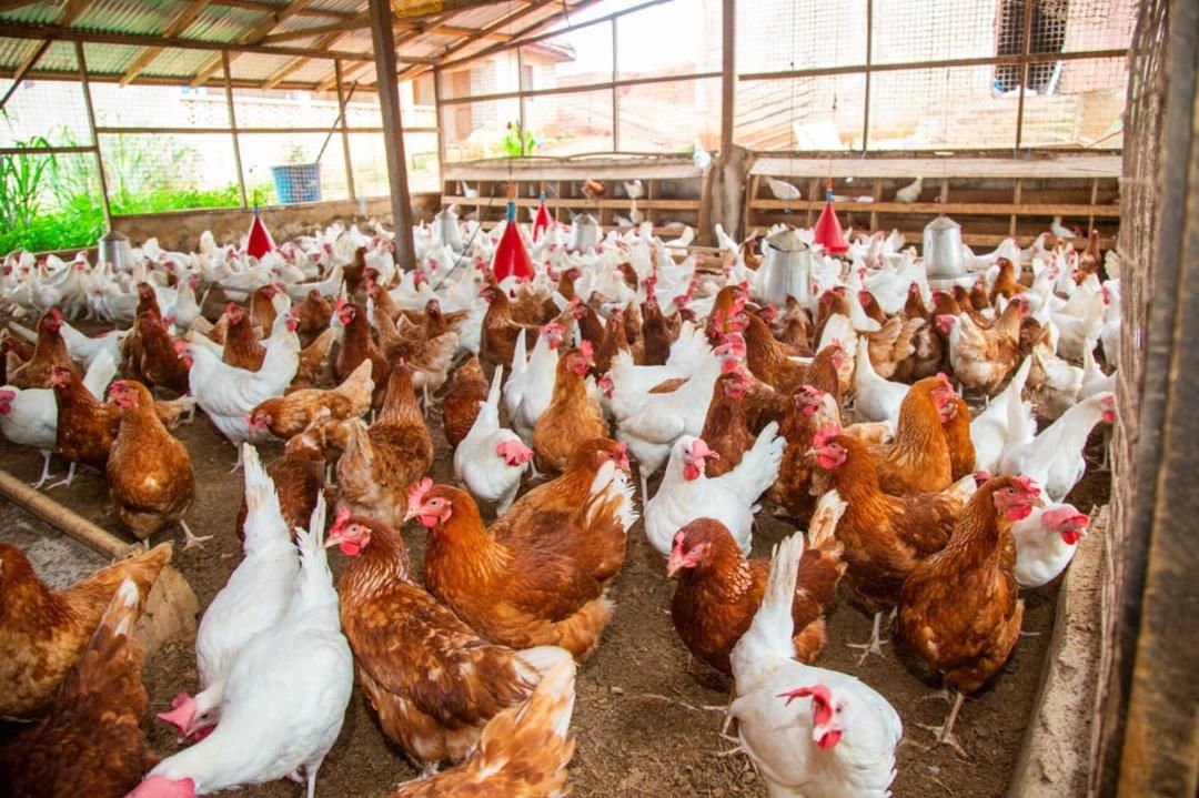 Farm education